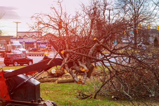 Best Tree Trimming and Pruning  in Apple Valley, CA