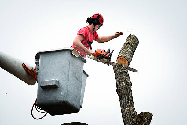 Trusted Apple Valley, CA Tree Services Experts